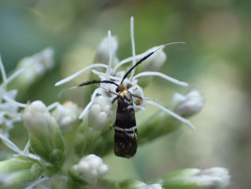 ヒゲナガガの新種を東京都高尾山麓で発見！ | お知らせ | 九州大学